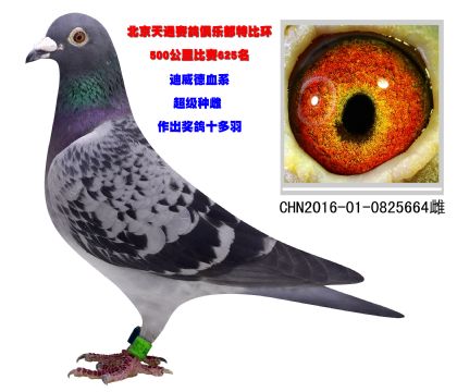 迪威德血系  超级种雌