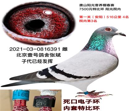 北京壹号鸽舍张斌