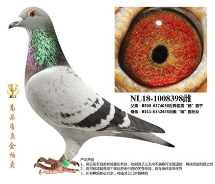 信鸽在线拍卖平台 - 中国信鸽信息网