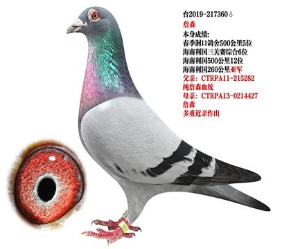 信鸽在线拍卖平台 - 中国信鸽信息网