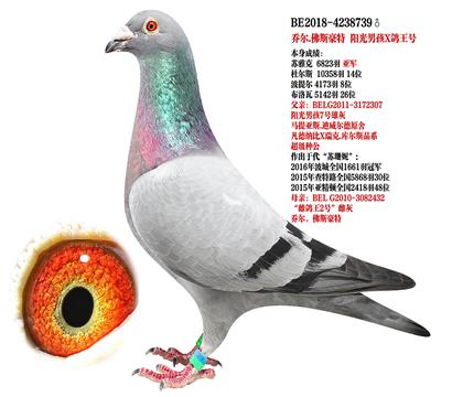 信鸽在线拍卖平台 - 中国信鸽信息网