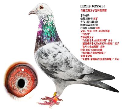 信鸽在线拍卖平台 - 中国信鸽信息网