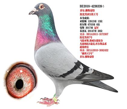 信鸽在线拍卖平台 - 中国信鸽信息网