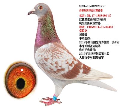 信鸽在线拍卖平台 - 中国信鸽信息网
