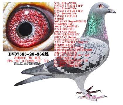 信鸽在线拍卖平台 - 中国信鸽信息网