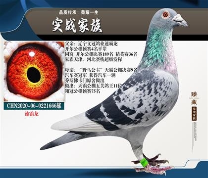 信鸽在线拍卖平台 - 中国信鸽信息网