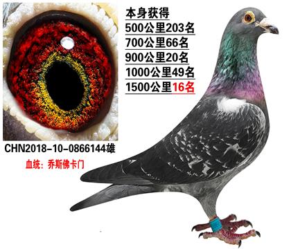 当前位置>信鸽拍卖首页>拍卖专题>查看拍卖商品>远程野马号