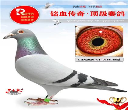 信鸽在线拍卖平台 - 中国信鸽信息网