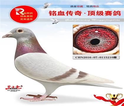 信鸽在线拍卖平台 - 中国信鸽信息网