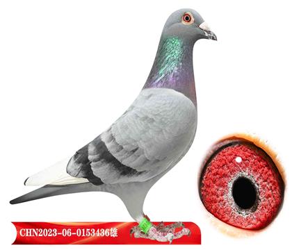 "麦克斯695直孙"x"基特尔"直孙女