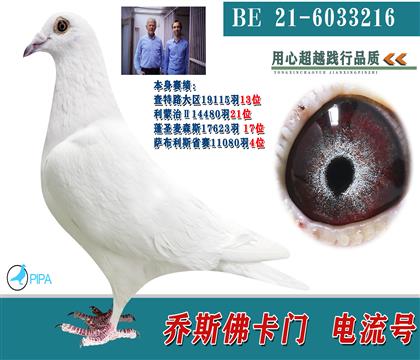 当前位置>信鸽拍卖首页>拍卖专题>查看拍卖商品>纯白 紫罗兰