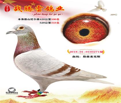 信鸽在线拍卖平台 - 中国信鸽信息网