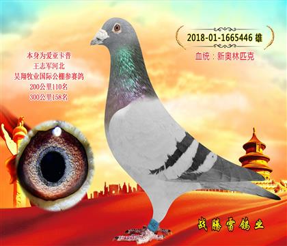 北京王志军信鸽展厅图片