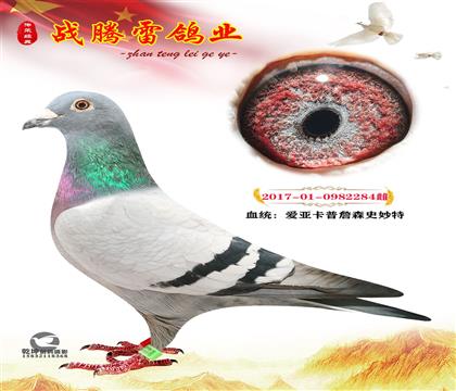 信鸽在线拍卖平台 - 中国信鸽信息网