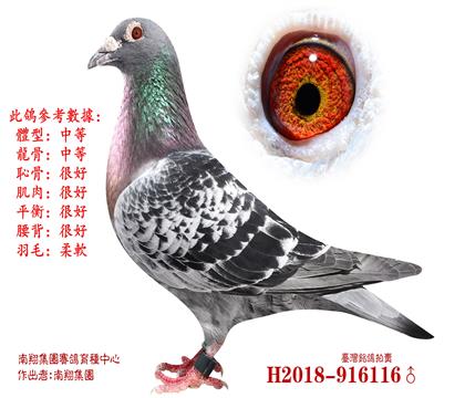 铭鸽优选稳定发挥家族雄考夫曼小迪克x小迪迪