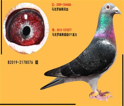 马克罗森斯