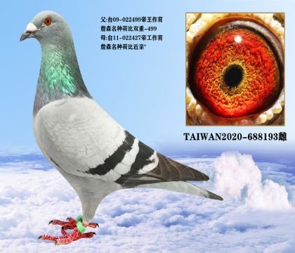 台湾帝王鸽舍詹森荷比双重回血