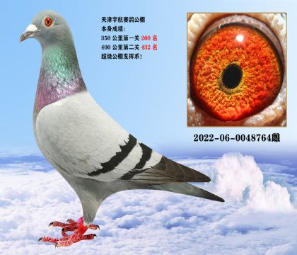 天津宇航赛鸽公棚参赛鸽