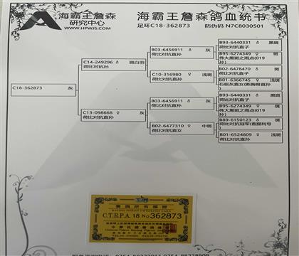 信鸽血统证书制作图片