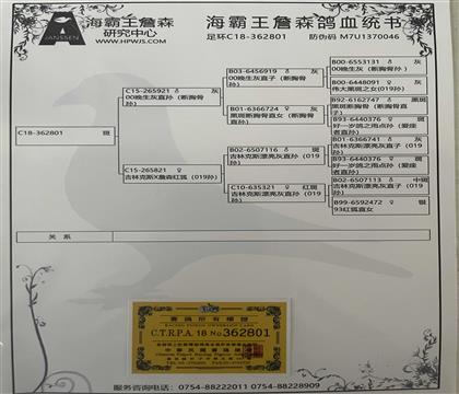 信鸽血统证书制作图片