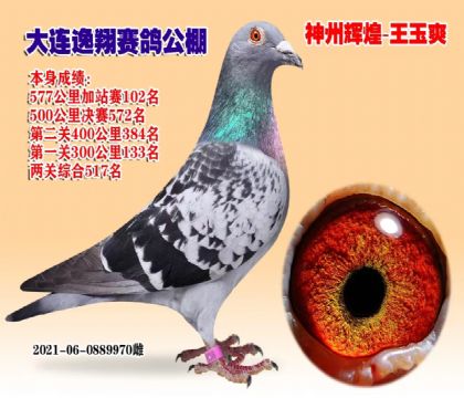 信鸽在线拍卖平台 - 中国信鸽信息网