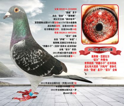 完结篇《全部清棚一羽不留》北京宋老师,因生病住院,现委托我方拍卖