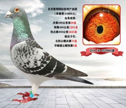 完结篇《全部清棚一羽不留》北京宋老师,因生病住院,现委托我方拍卖