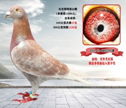 完结篇《全部清棚一羽不留》北京宋老师,因生病住院,现委托我方拍卖