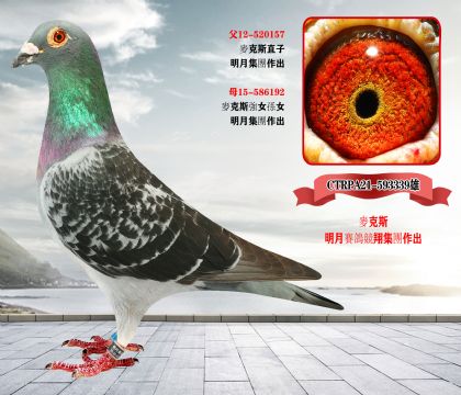 完结篇《全部清棚一羽不留》北京宋老师,因生病住院,现委托我方拍卖