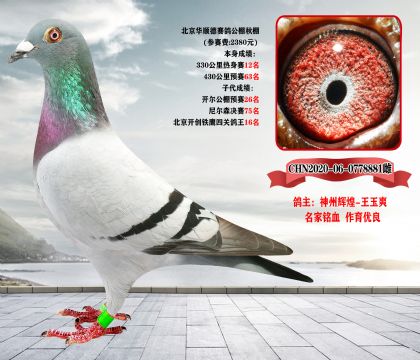 完结篇《全部清棚一羽不留》北京宋老师,因生病住院,现委托我方拍卖