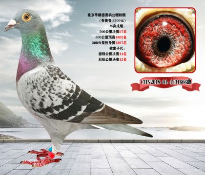 完结篇《全部清棚一羽不留》北京宋老师,因生病住院,现委托我方拍卖