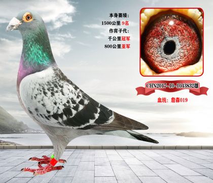 完结篇《全部清棚一羽不留》北京宋老师,因生病住院,现委托我方拍卖