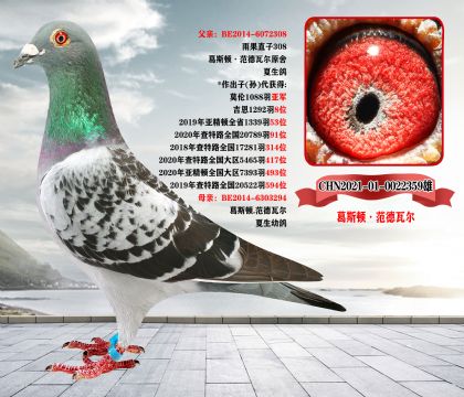 完结篇《全部清棚一羽不留》北京宋老师,因生病住院,现委托我方拍卖