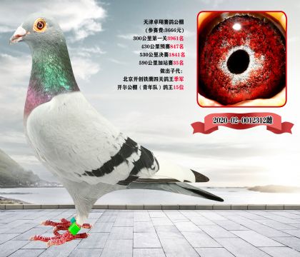 天津.卓翔赛鸽公棚590公里加站赛35名