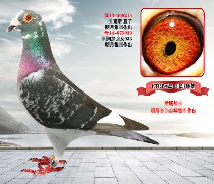 信鸽在线拍卖平台 - 中国信鸽信息网