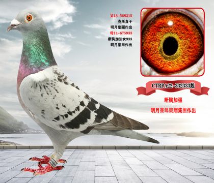 信鸽在线拍卖平台 - 中国信鸽信息网