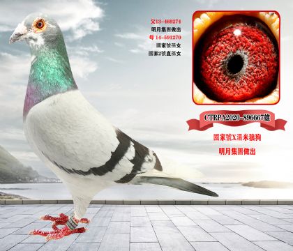 信鸽在线拍卖平台 - 中国信鸽信息网