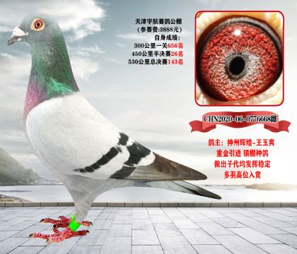 信鸽在线拍卖平台 - 中国信鸽信息网