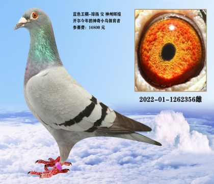 信鸽在线拍卖平台 - 中国信鸽信息网