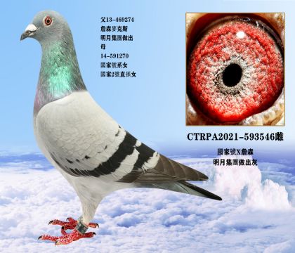 台湾明月詹森血系种鸽世界最伟大的鸽系