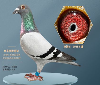 凡龙 第二黄金配对孙代x朱飞雄凡龙超级73