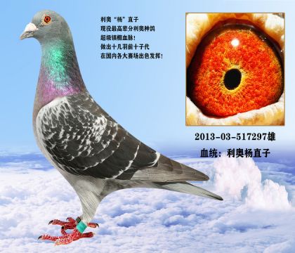 (中)珍藏版老种鸽,津门实战强豪,全部清棚一羽不留!(全完结)