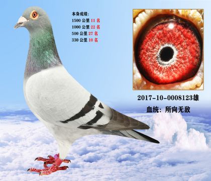 1500公里11名 1000公里22名 不死必归系 超级赛鸽