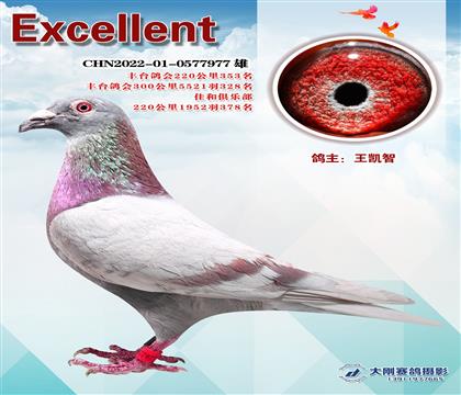 京城强豪鸽天下做育红狐