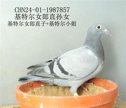 基特尔女郎直孙女-14