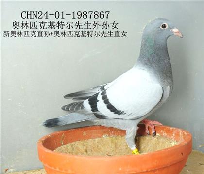 奥林匹克基特尔先生外孙女-15