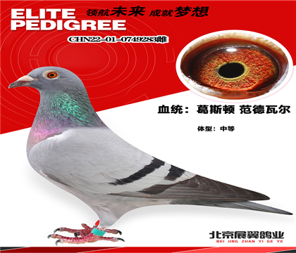 信鸽在线拍卖平台 - 中国信鸽信息网