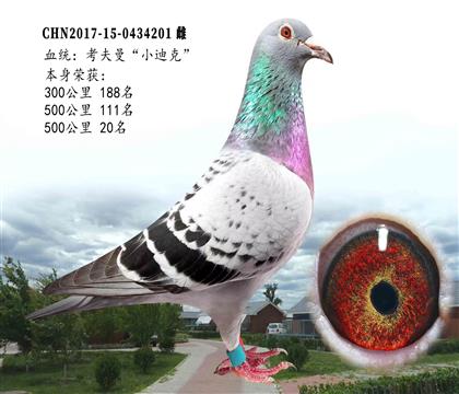 考夫曼"小迪克" 快速金母