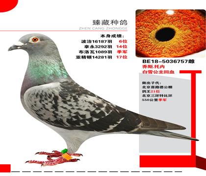 托内"白雪公主回血"本身16787羽6名