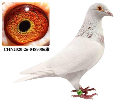 波拉5000鸽王家族